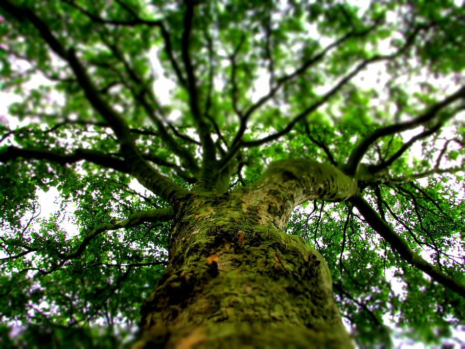 tree, nature, summer, plant, tree trunk, low angle view, growth HD wallpaper