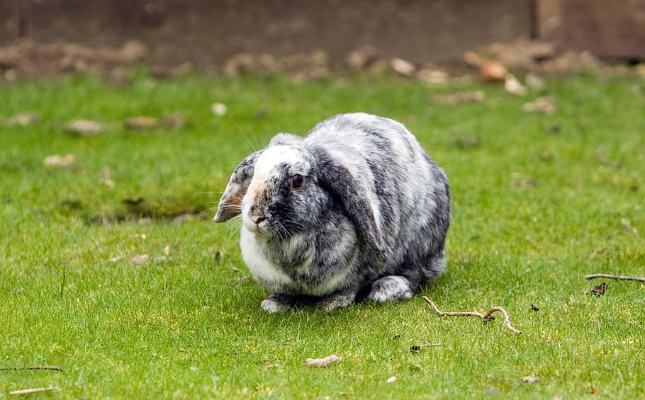 gray and white rabbit outdoors, bunny, pet, lop-eared, grey HD wallpaper
