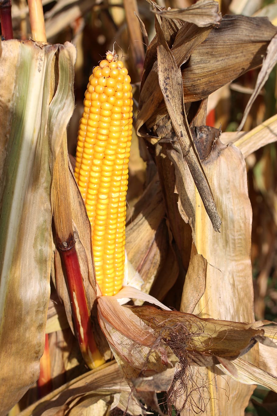 beautiful, yellow, open, corn, food and drink, corn on the cob HD wallpaper
