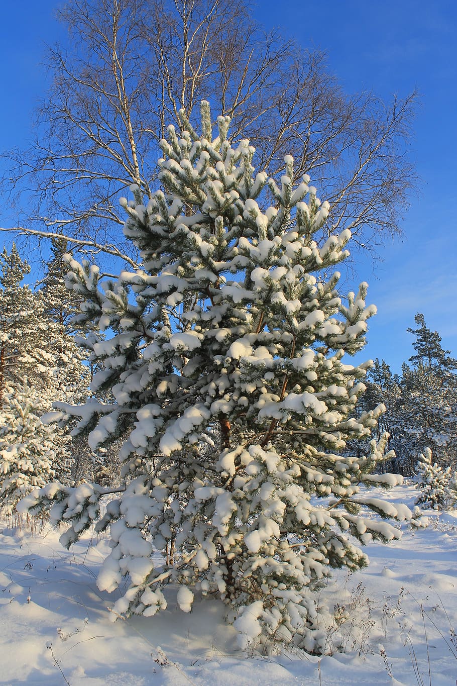 winter, pine tree, snow, forest, plant, sky, cold temperature HD wallpaper