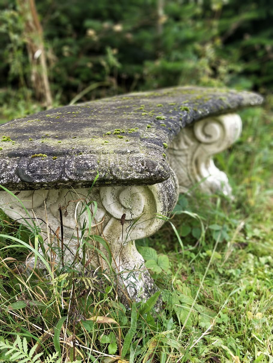 bench, have, ro, plant, mushroom, growth, fungus, close-up HD wallpaper