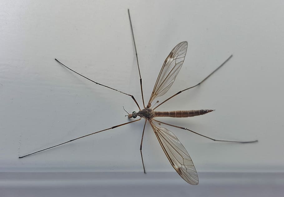 Crane Fly, Mosquito Eater, Insect, Macro, arthropod, tipulidae HD wallpaper