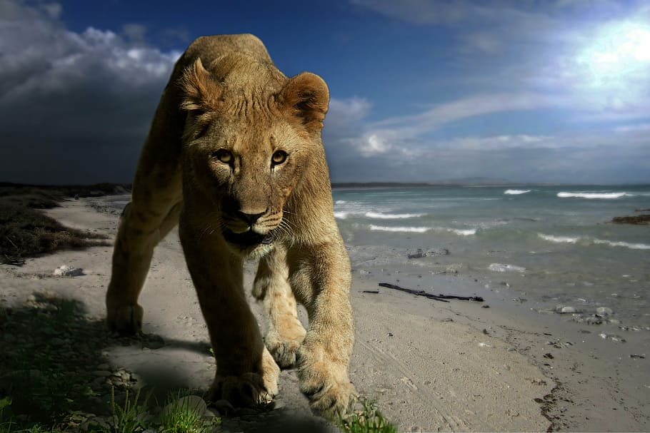 brown lioness beside body of water, young animal, predator, cat