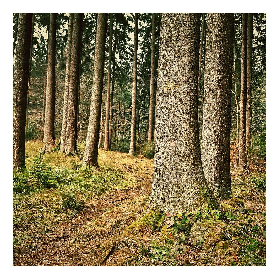 tree, forest, trees, landscape, nature, mood, light, plant HD wallpaper