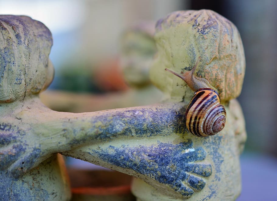 selective focus photo of black and brown snail, tape worm, shell HD wallpaper