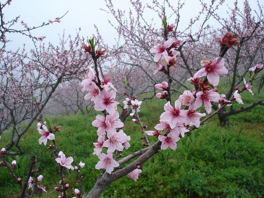 Peach Blossom, Full Bloom, Close-Up, in full bloom, flower, HD wallpaper
