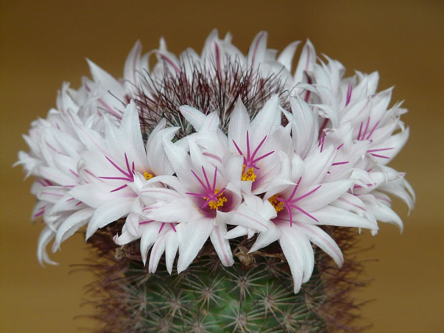 Flowers, Cactus, White, Bloom, mammillaria albicans, cactus greenhouse, HD wallpaper