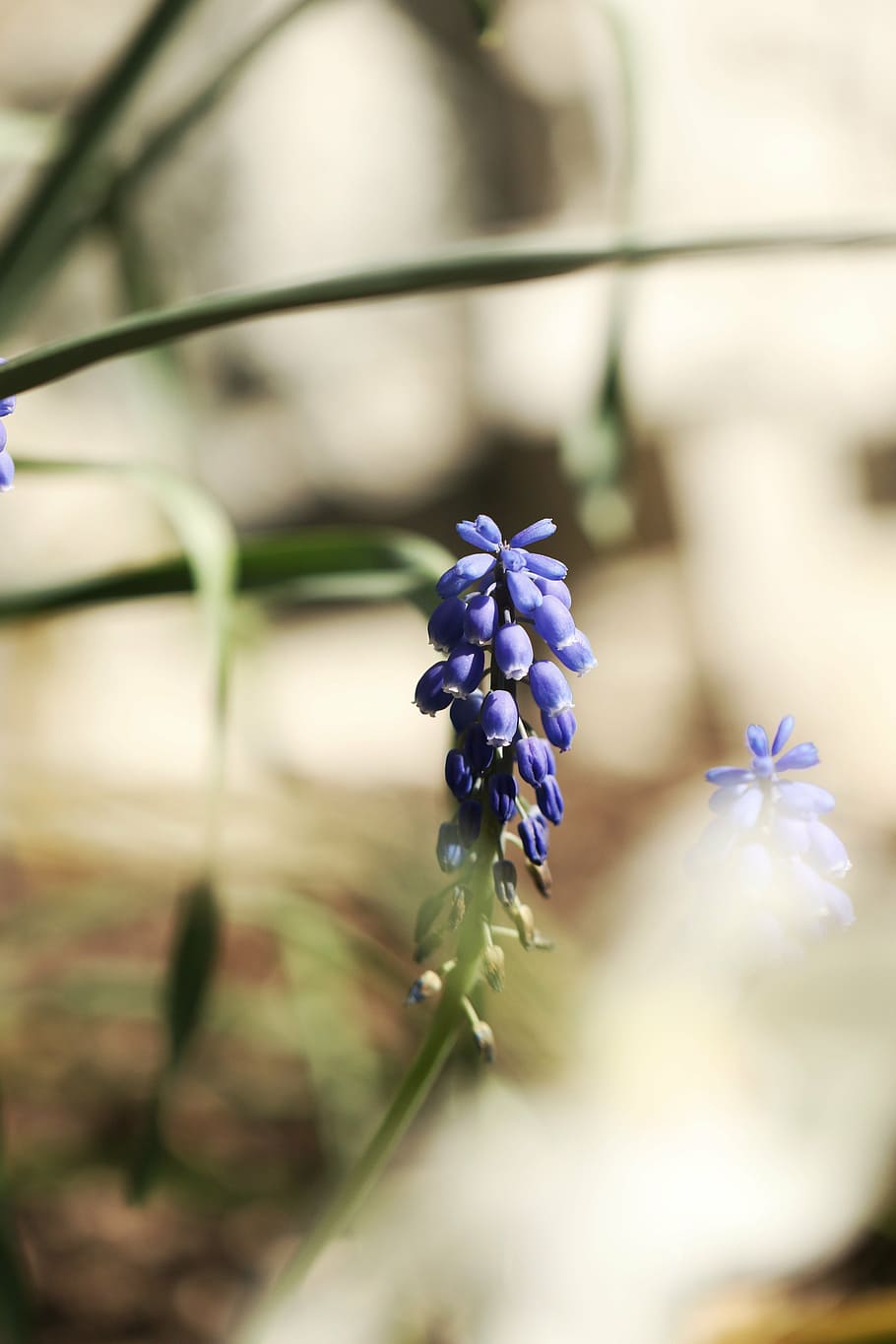 flower, spring, spring flowers, garden, flowering plant, beauty in nature HD wallpaper