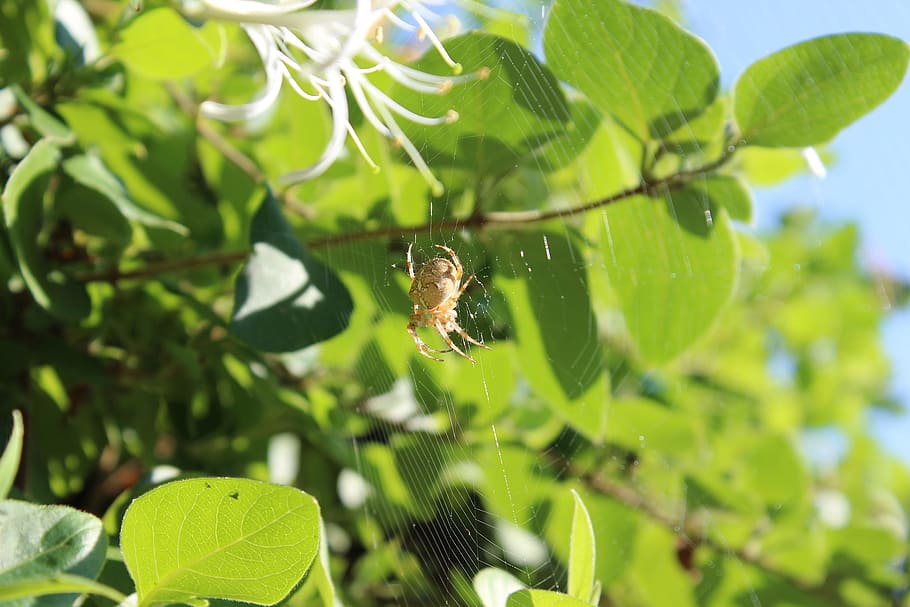 Spider, Cobweb, Close, Garden, Nature, honeysuckle, insect HD wallpaper