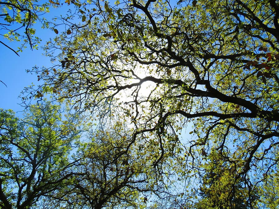 worm's eye view photography of tree, plant, green, nature, garden, HD wallpaper