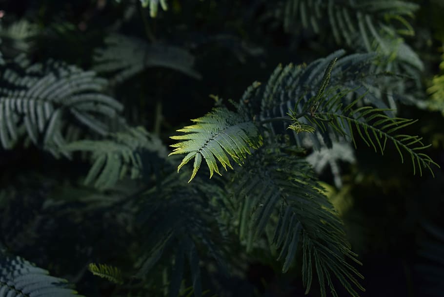 closeup photo of green fern leafed plant, selective focus photo of green leaf plants, HD wallpaper