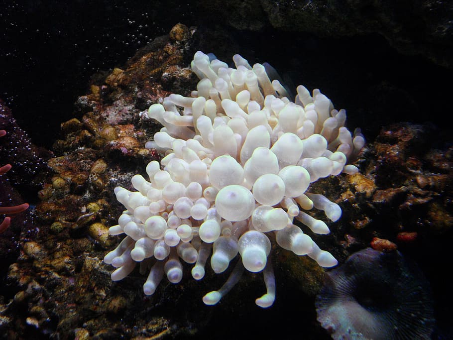 anemone-sea-anemone-water-sea.jpg