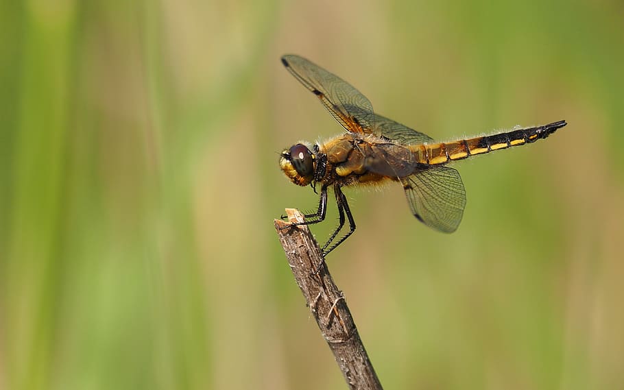 nature, dragonfly, macro, insects, invertebrate, animal themes HD wallpaper