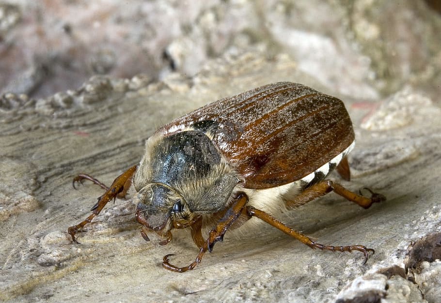 Bug, Insect, Macro, Close, animal, nature, beetle, close-up HD wallpaper