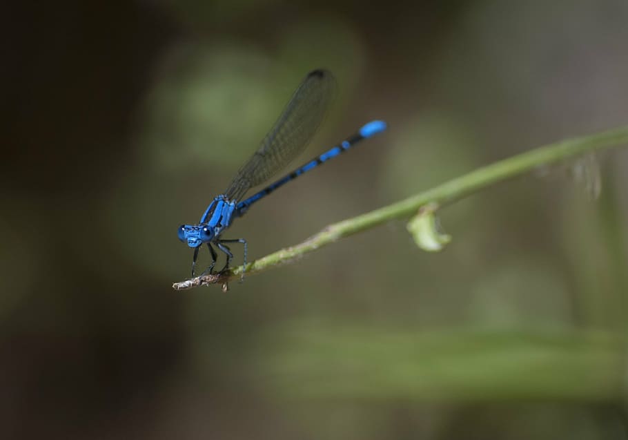 damselfly, insect, predator, macro, close up, twig, resting HD wallpaper