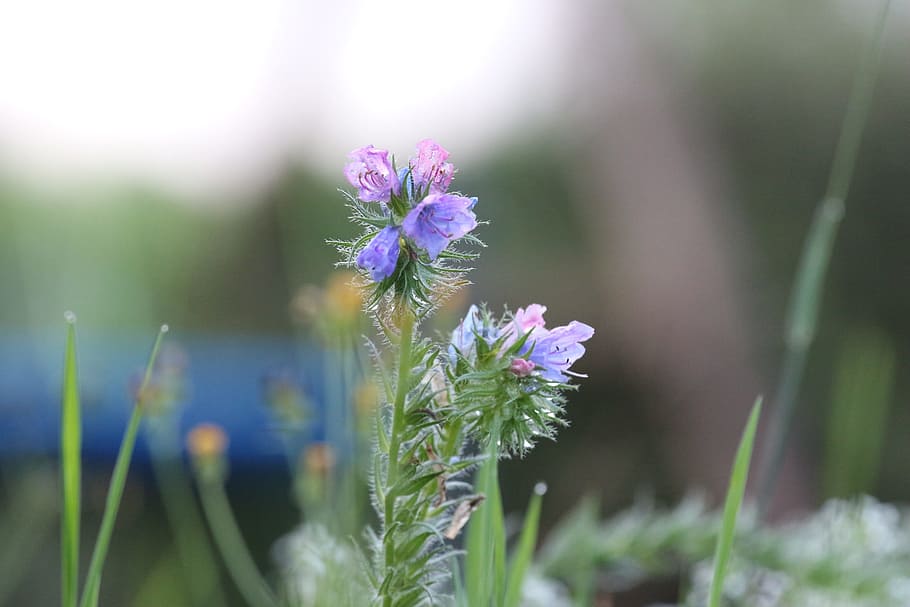 abendstimmung, flower, dew, sunset, purple, plant, flowering plant HD wallpaper