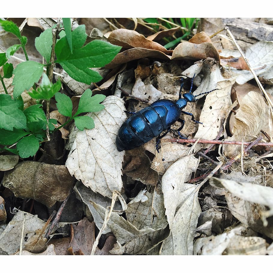 beetle, blue, animal, nature, insect, leaf, plant part, animal themes HD wallpaper