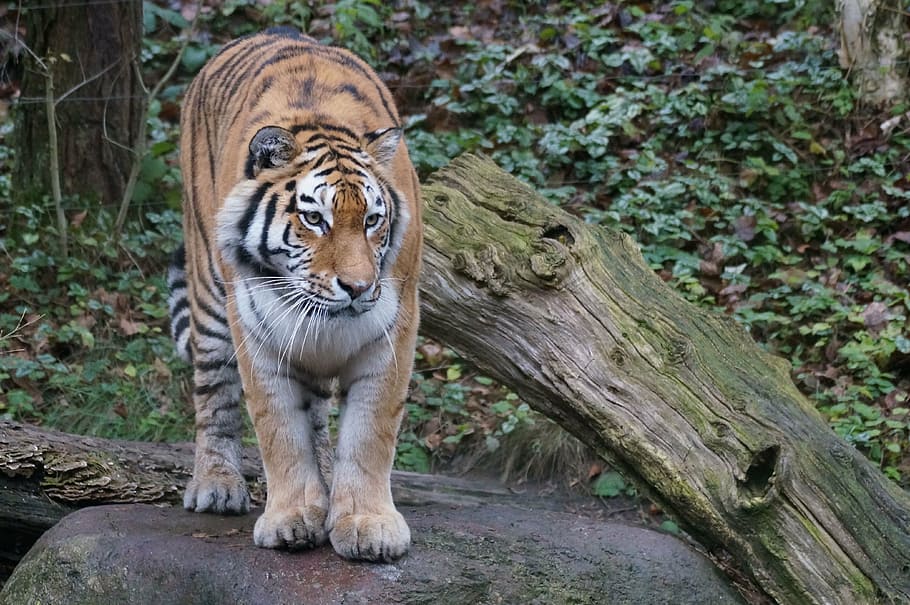 tiger near tree truck during daytime, amurtiger, zoo, animal HD wallpaper