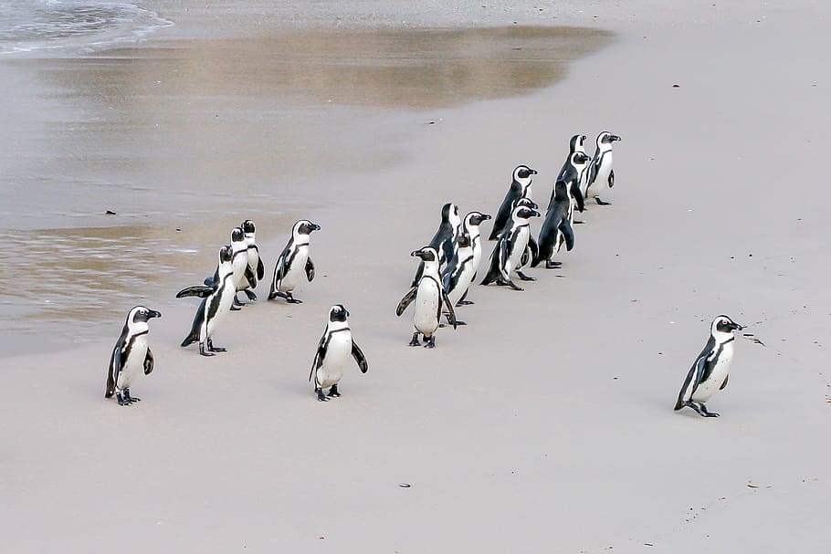 flock of penguins on seashore, jackass, leader, boss, lonely, HD wallpaper