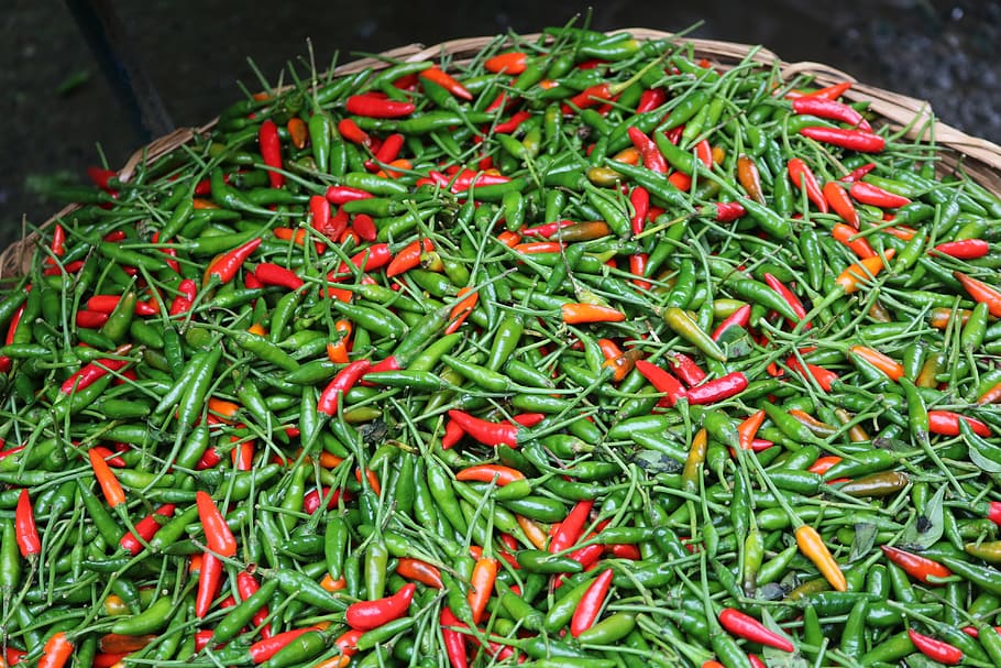 Pepper, Fair, Vegetables, green color, christmas tree, no people HD wallpaper
