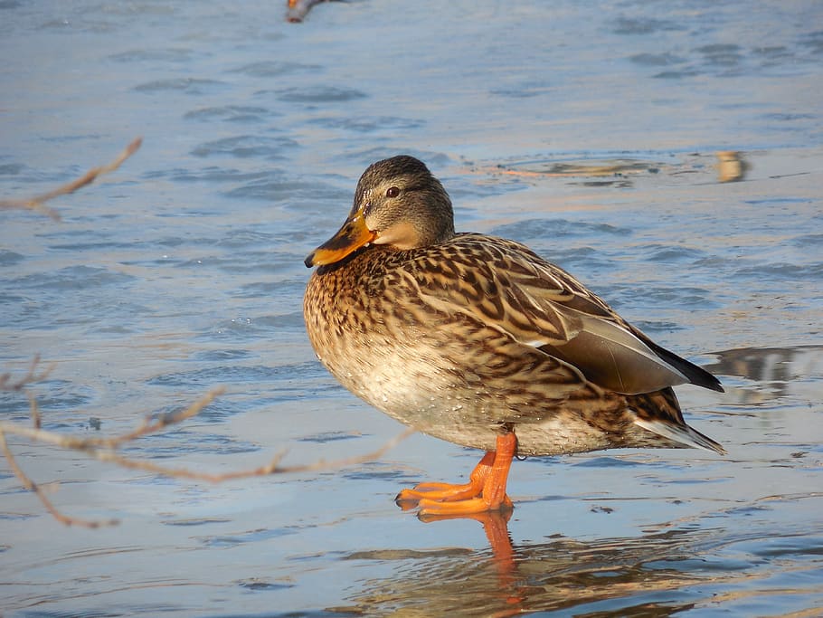 duck, pond, ice, water, winter, animal wildlife, bird, animals in the wild HD wallpaper