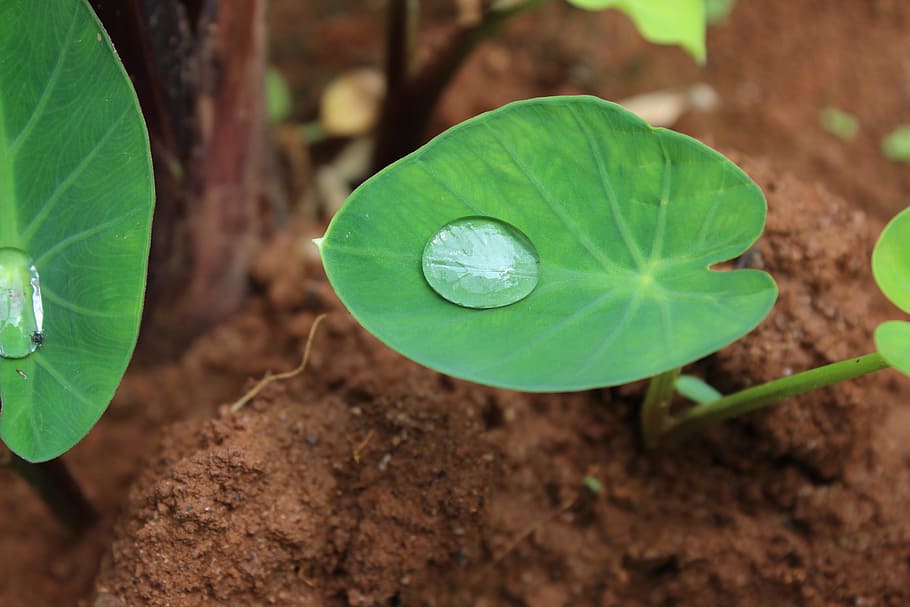 leaf, flora, nature, growth, garden, plant part, green color HD wallpaper