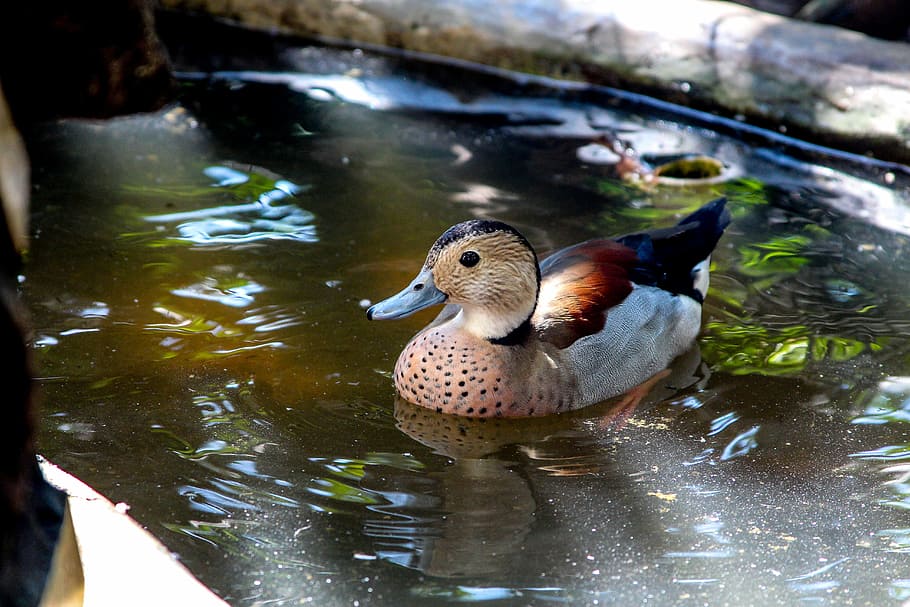 duck, mallards, bird, pond, swimming, nature, mallard Duck HD wallpaper