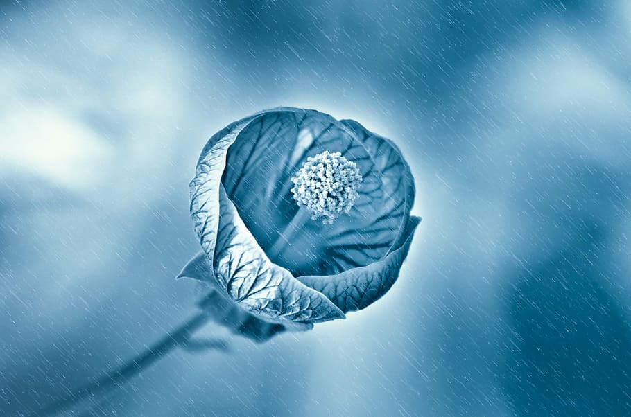 flower, rain, wet, drops, droplet, spring, light, sun, plant HD wallpaper