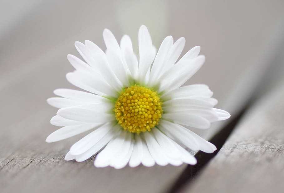 yellow marguerite daisy flower on board, garden table, macro HD wallpaper