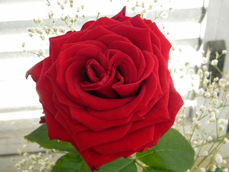 rosa, roses, flower, flowering plant, beauty in nature, rose - flower HD wallpaper