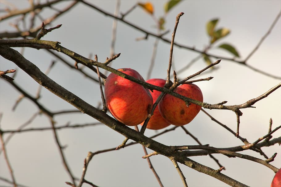apple, autumn, apple tree, fruit, healthy eating, food, branch HD wallpaper