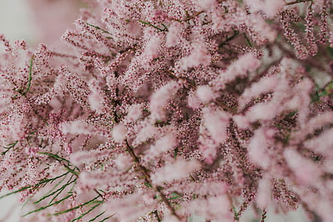 Tree bloom in early Spring, flowers, background, nature, pink HD wallpaper