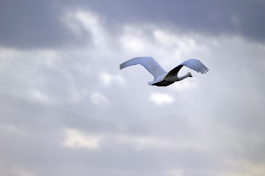 Whooper Swan, Migratory Bird, swans, birds, sky, clouds, water bird, HD wallpaper