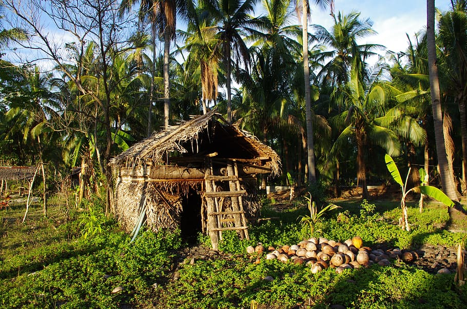 hut, coconuts, hermit, palm trees, nature, plant, architecture. tropics, hu...