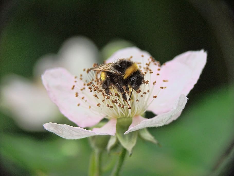 close-up photography of bee on top of pink petaled flowers HD wallpaper