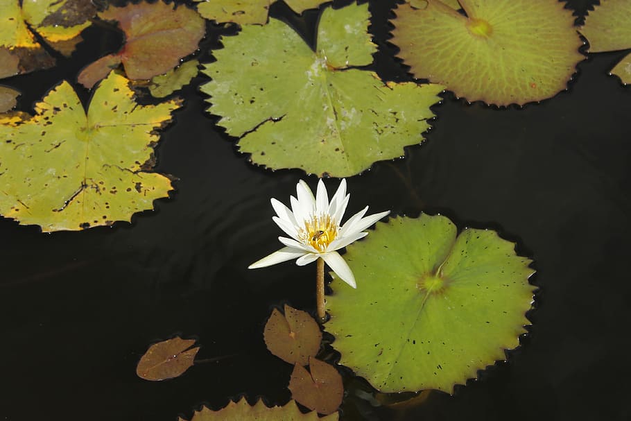 Flower, Water, Grass, fragility, petal, leaf, reflection, water lily HD wallpaper