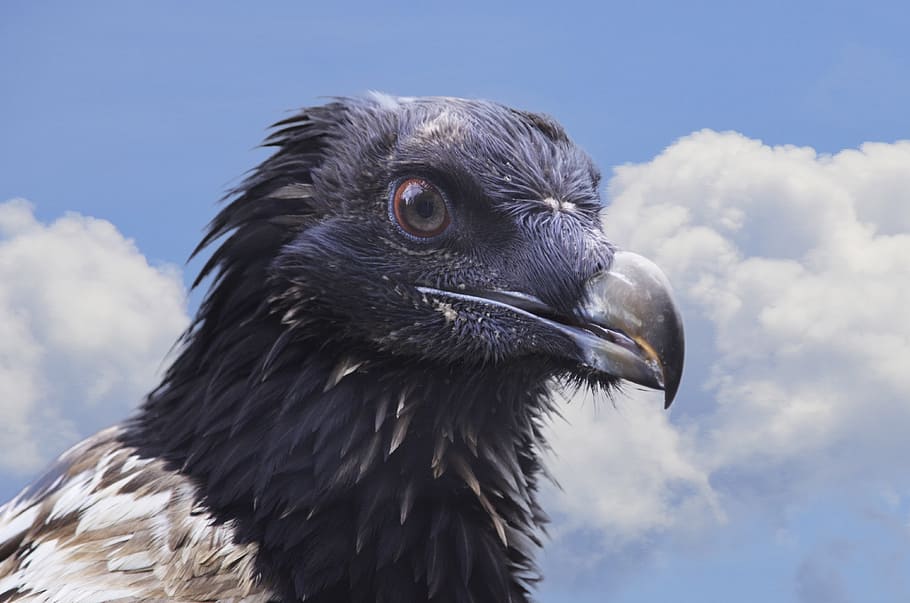 close-up photo of black and gray bird, bearded vulture, bird of prey