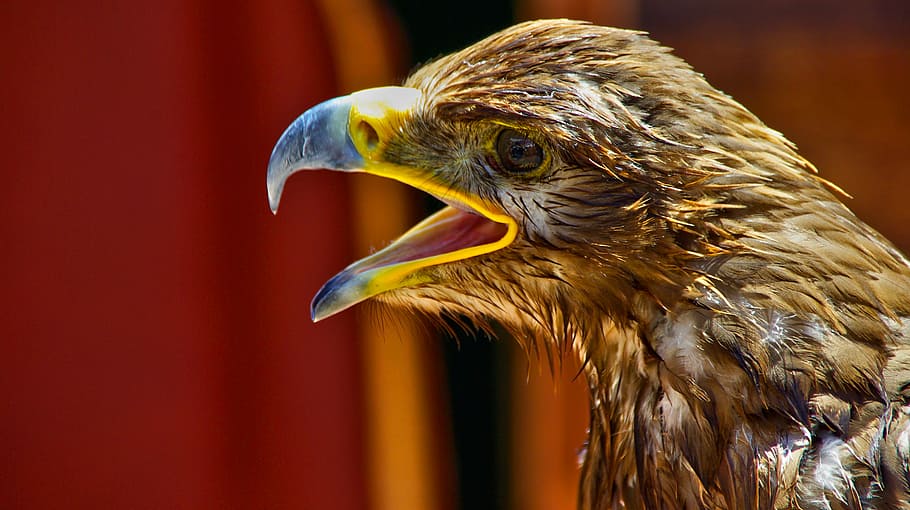 shallow focus photography of brown bird, brown bird opening mouth HD wallpaper