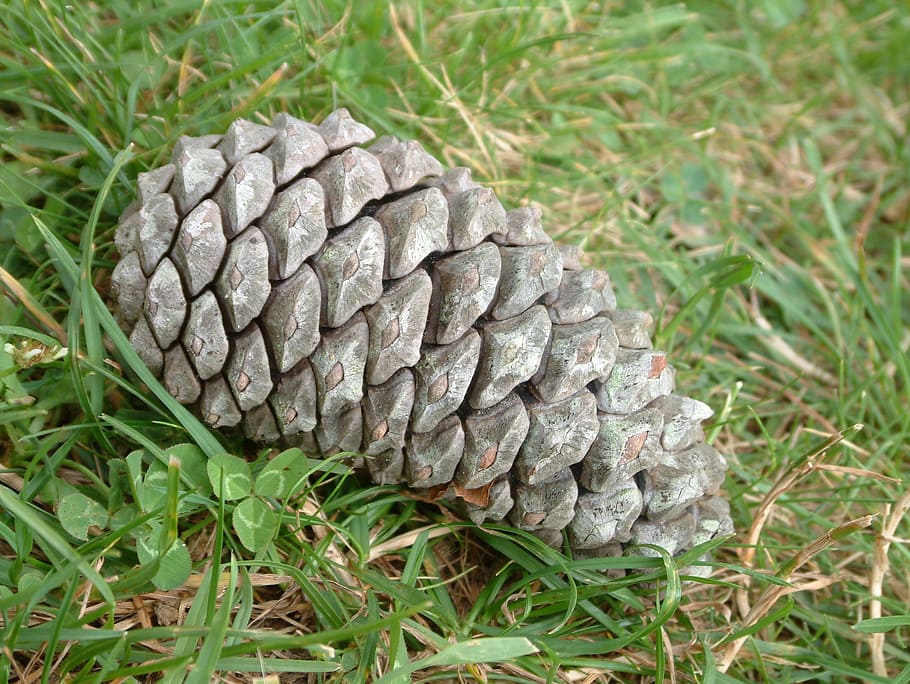pineapple, cone, nature, pine Cone, no people, close-up, plant HD wallpaper
