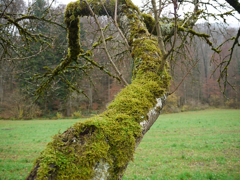moss, tree, forest, landscape, plant, tree trunk, green color HD wallpaper