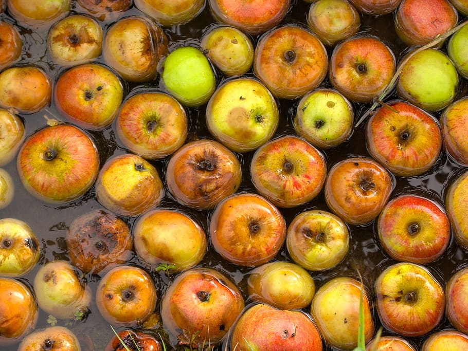 fruit, apple, water, rot, healthy eating, food and drink, wellbeing HD wallpaper
