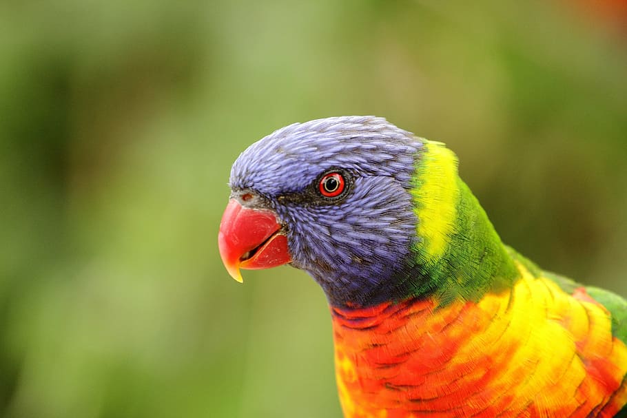 parrot, portrait, feather, bird, head, animal, nature, wildlife HD wallpaper