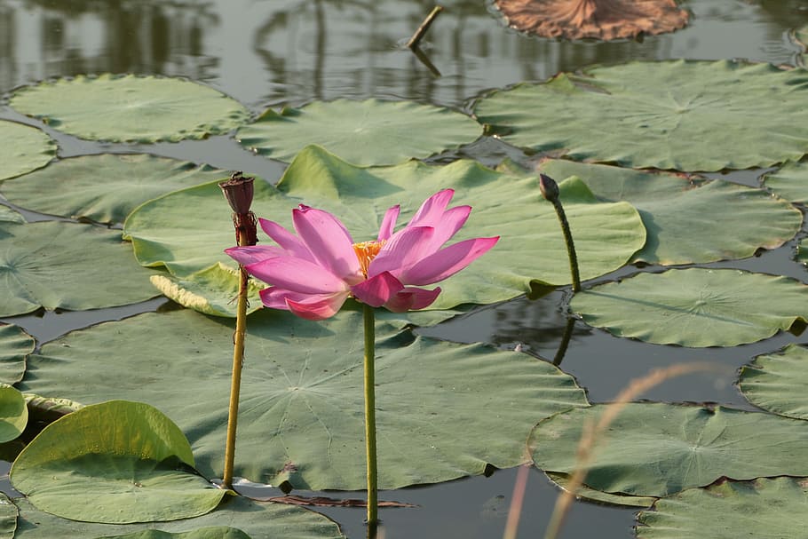 Lotus, He Tang, flower, pond, water lily, lotus water lily HD wallpaper