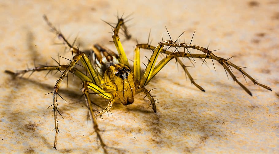 small spider, arachnids, close, animal themes, invertebrate HD wallpaper