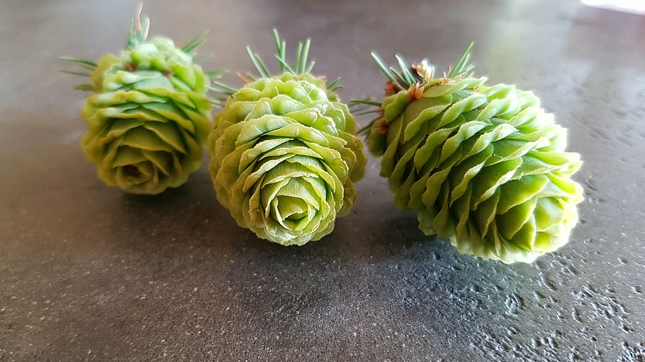 pine cones, tap, conifer, spring, food, freshness, nature, close-up HD wallpaper