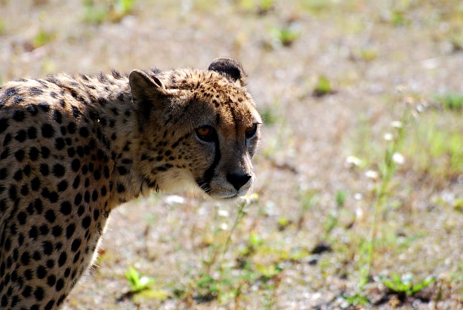 cheetah, animals, savannah, animal themes, animal wildlife HD wallpaper