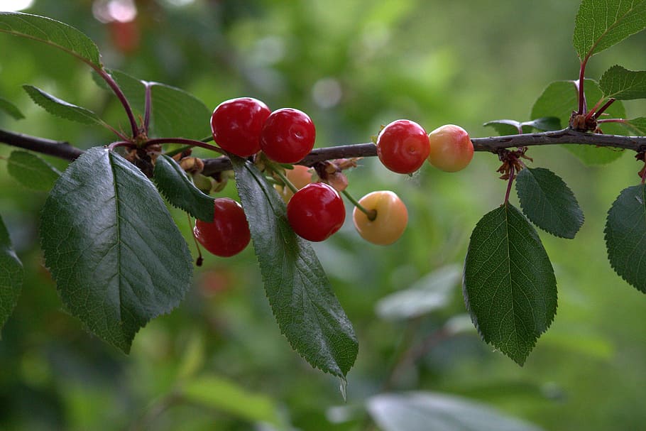 cherries, casey, red, fruit, healthy eating, leaf, plant part HD wallpaper