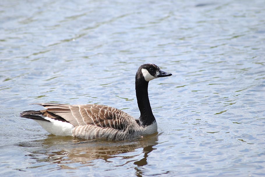 Bird, Water, Lake, canada Goose, nature, animal, water Bird HD wallpaper