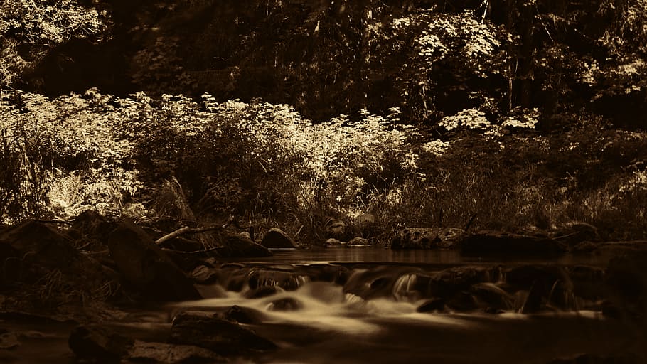 bach, forest, summer, mood, idyllic, tree, plant, water, beauty in nature HD wallpaper