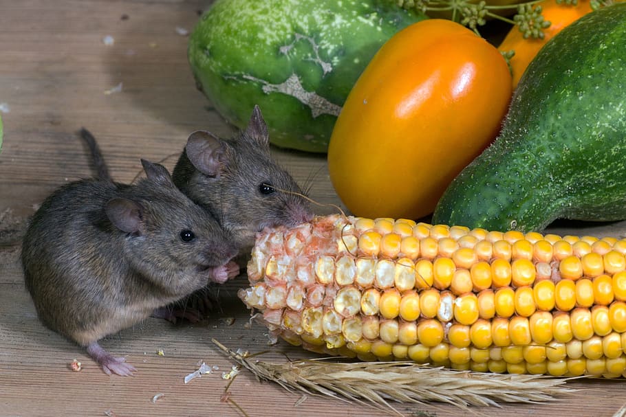 vegetables, corn, mice, corn on the cob, wild, food, food and drink HD wallpaper
